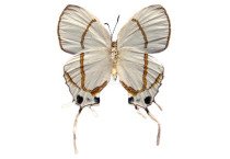 OXYLIDES FAUNUS